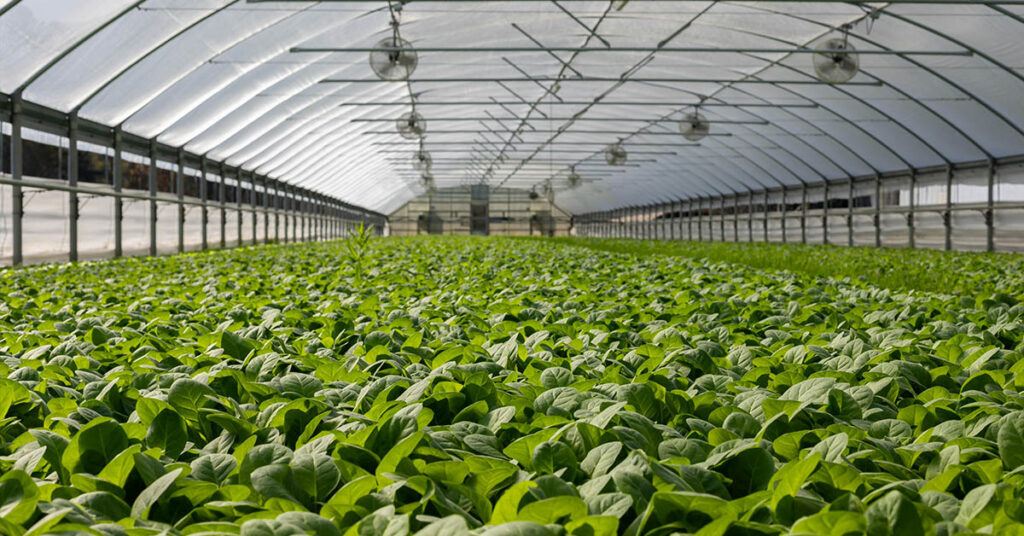 AI-powered vertical hydroponics systems for smart agriculture solution in Australia.